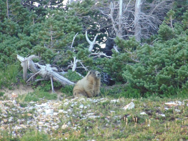 marmot ptarmigan