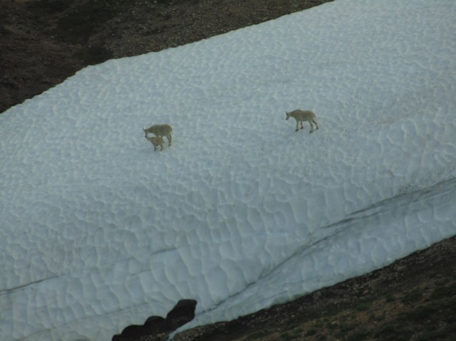 mountain goats