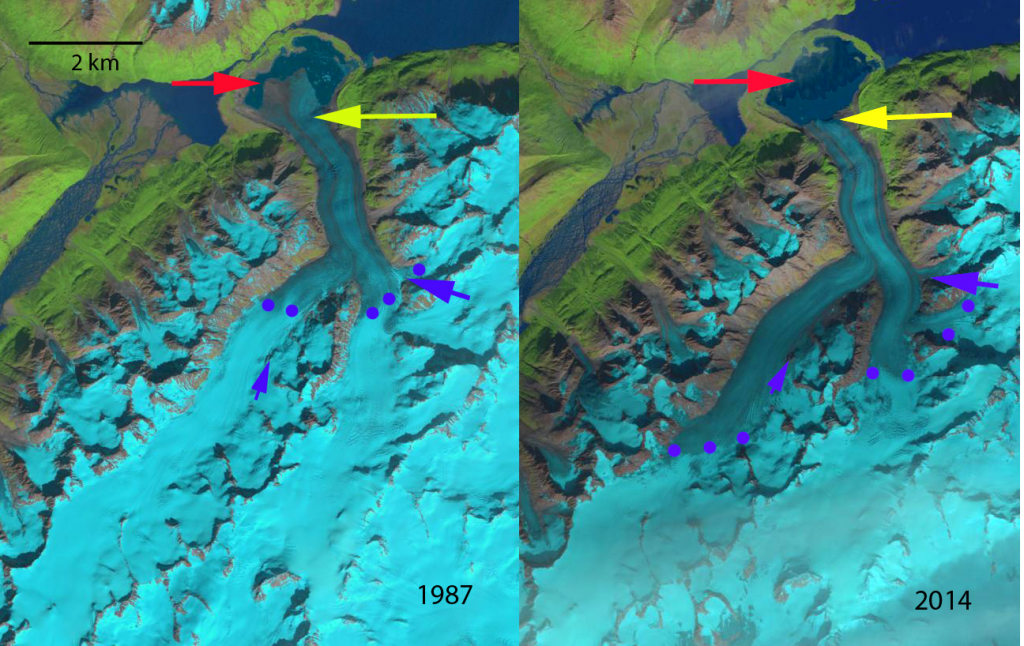 shamrock glacier compare